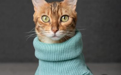 How To Keep My Cat Warm During The Winter