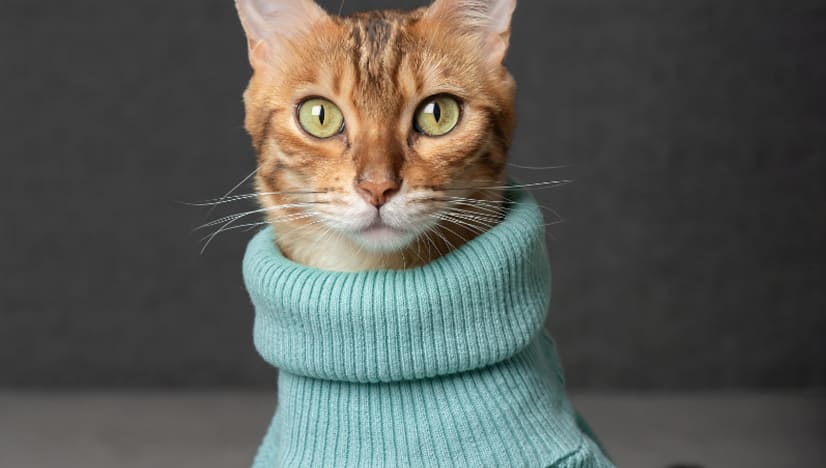 How To Keep My Cat Warm During The Winter