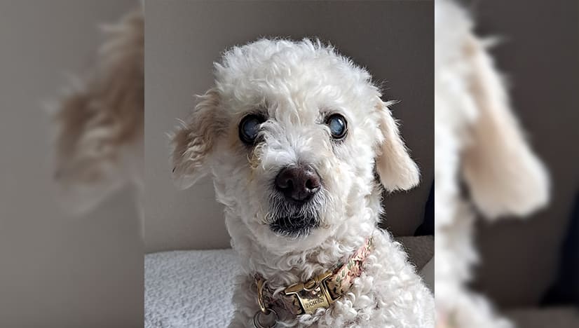 10 Training Tips for Walking a Blind Dog