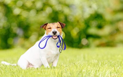 Dog Sitting McKinney