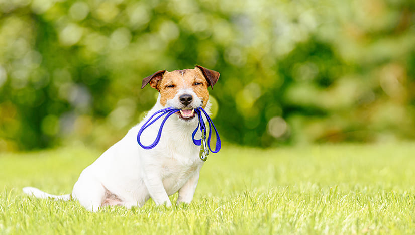 Expert Dog Sitting McKinney: Your Ultimate Solution for Pet Care