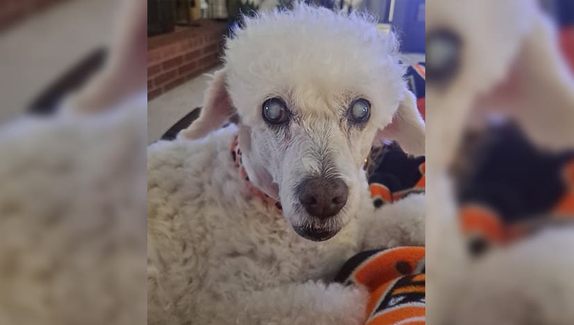 How to Communicate with a Blind and Deaf Dog