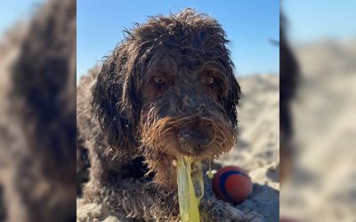 Why Does My Dog Throw Up Yellow Bile Tips and Solutions