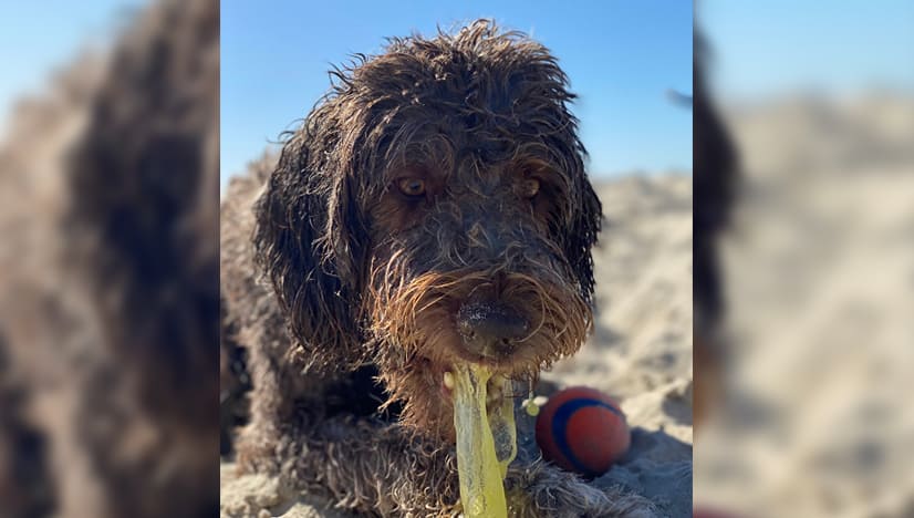 Why Does My Dog Throw Up Yellow Bile Tips and Solutions