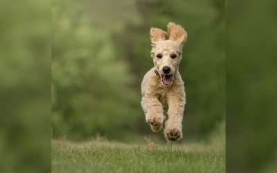 Elusive Canine Escapes - Unraveling the Mystery of Dogs Running Away