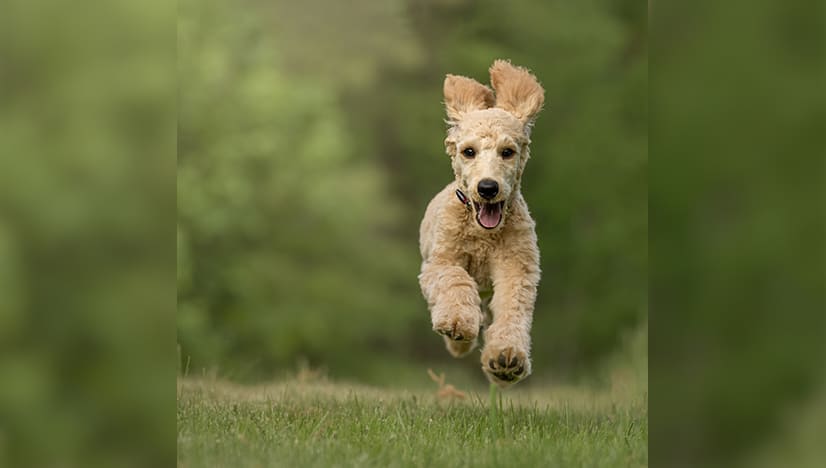 Why Do Dogs Run Away