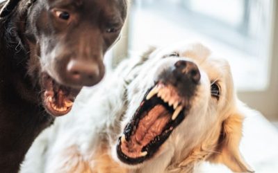 Why Dog Daycare Could Be A Bad Idea