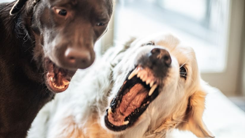 Why Doggie Daycare Could Be A Bad Idea