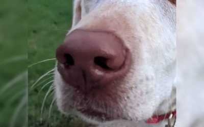 Why Do Dogs Have Whiskers