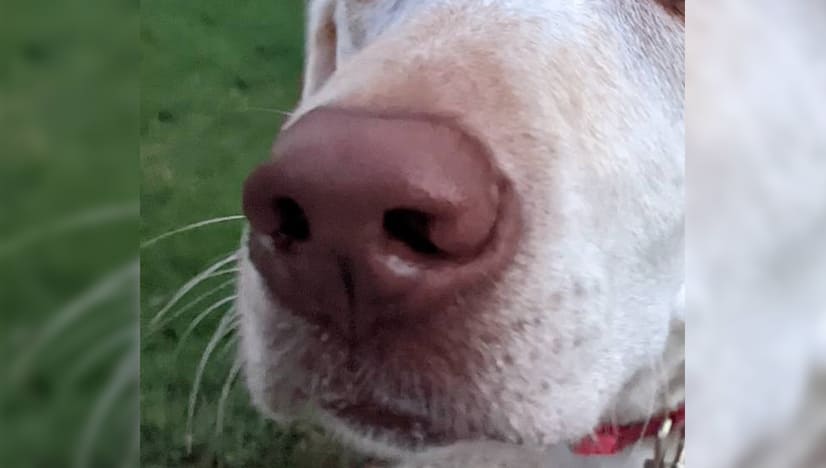 Why Do Dogs Have Whiskers