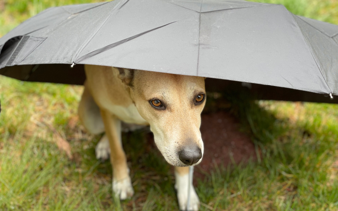TIPS FOR HELPING YOUR DOG COPE WITH STORM ANXIETY