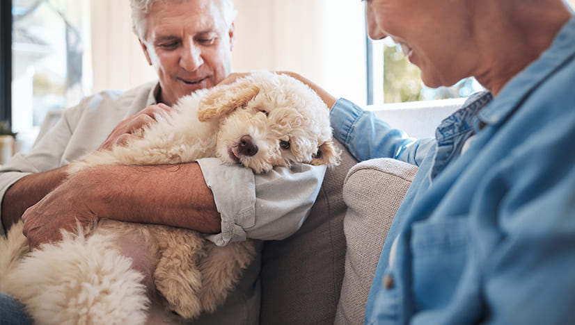 Professional Pet Care in Melissa TX