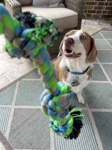 Happy dog with rope toy