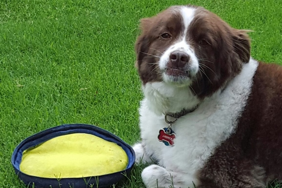 How to Clean Your Dog’s Toys