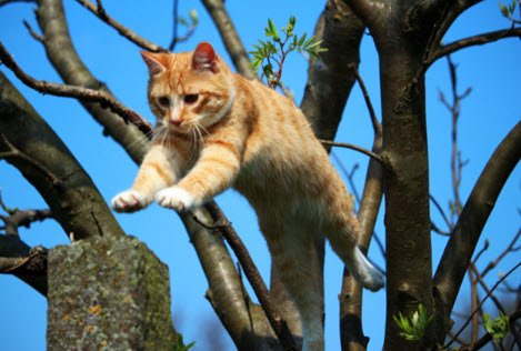 Why Do We Say Cats Have Nine Lives?