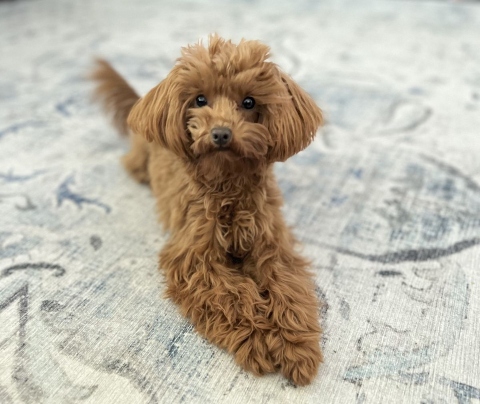 Preparing for a Pet Sitter Visit