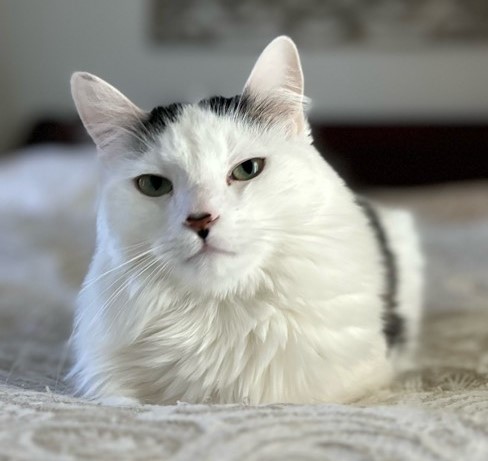 What to Expect at a Pet Sitting Visit