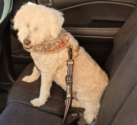 It’s National Seat Belt Day!