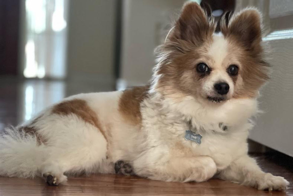 Top 10 Things That Scare Dogs the Most