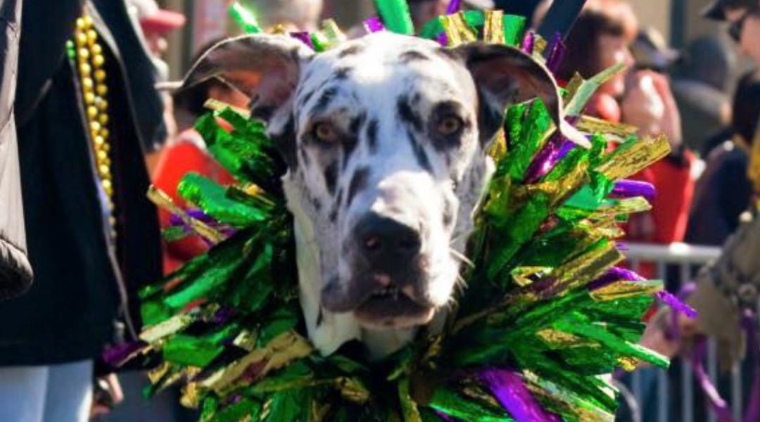 The Krewe of Barkus: McKinney’s Celebration of Community and Canines