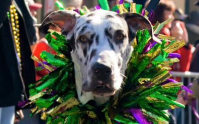 McKinney Krew dog ready for action